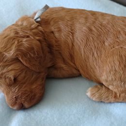 Goldendoodle Puppies from JDoodles
