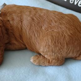 Goldendoodle Puppies from JDoodles