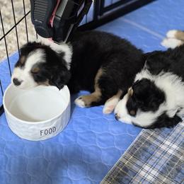 Miniature American Shepherd Puppies from All About Me Miniature American Shepherds