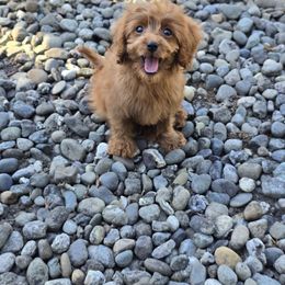 Claire - Red female Cavapoo puppy in Washington from Mt.BakerPoodles&Doodles