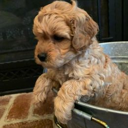 Aussiedoodles and Goldendoodles from All American Doodle