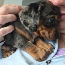 Molly's Black and tan dapple girl - Dapple female Dachshund puppy in Declo, Idaho from Dozendachs