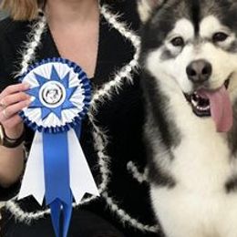 Alaskan Malamutes from Onan Alaskan Malamutes