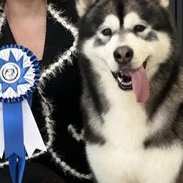 Alaskan Malamutes from Onan Alaskan Malamutes