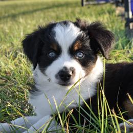 Miniature Australian Shepherd Puppies from Knockout Aussies