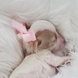 Miss Pink - Parti female Schnoodle puppy in Leitchfield, Kentucky from Eveleigh Acres Puppies