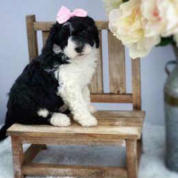 Aussiedoodle and Australian Shepherd Puppies from Dunroamin Farms Australian Shepherds and Aussiedoodles
