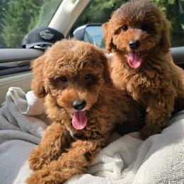Aang - Red  male Poodle puppy in Washington from Mt.BakerPoodles&Doodles