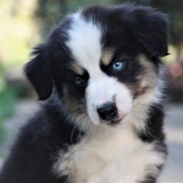 Australian Shepherd, Goldendoodle, and Poodle Puppies from 5AFarms