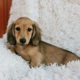 Dunstan price is 5000dollars - Cream male Dachshund puppy in Crystal, Michigan from Mare-bella Dachshunds