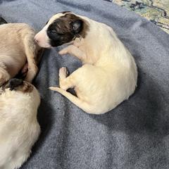 Leery - Red female Borzoi puppy in Clinton, Tennessee from Ivanhoe Borzoi