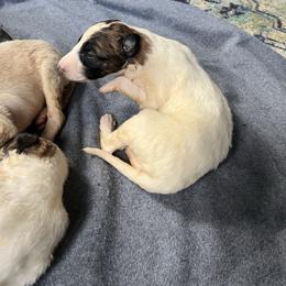 Leery - Red female Borzoi puppy in Clinton, Tennessee from Ivanhoe Borzoi