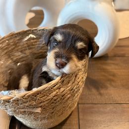 Daisy - Liver female Miniature Schnauzer puppy in Menifee, California from Violet’s Meadow