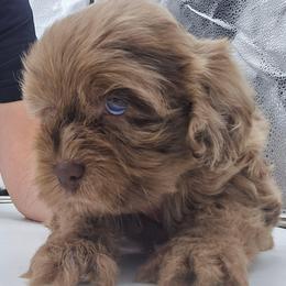 Taffy - Merle female Cockapoo puppy in Annapolis, Delaware from Teddy Bear Cockapoos