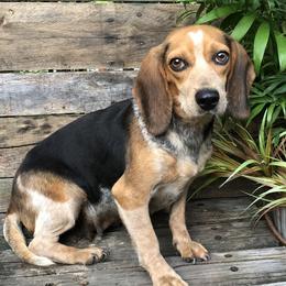 Blue Bell - Beagle
