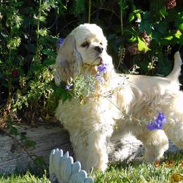 Jelly - Cocker Spaniel