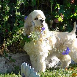 Jelly - Cocker Spaniel