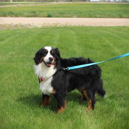 Tonka - Bernese Mountain Dog