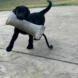 Black male - Black male Labrador Retriever puppy in Prosper, Texas from Essayons Gundogs