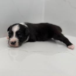 Crunch - Black tri male Miniature Australian Shepherd puppy in Baker, Florida from East to Western Aussies