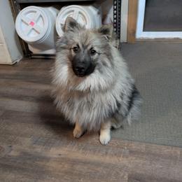 Mateo - Keeshond