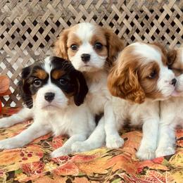 Cavalier King Charles Spaniel Puppies from Thundermist Cavaliers