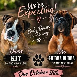 Boxer puppies from Huntley Boxer Pieces