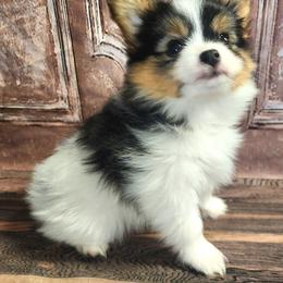 Traveler - Black and white male Companion Cross puppy in Davenport, Washington from Lovely Ladies and Little Asses Miniature Equines (L3A Pomeranians & Papillons)
