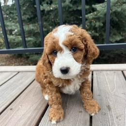 Buck - Red  male Goldendoodle puppy in Sugar City, Idaho from Idaho Sugar Doodle Pups