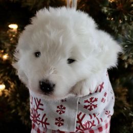 Samoyeds from Long Run Samoyeds