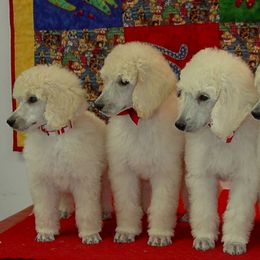 Poodle Puppies from DancingCloud Kennels