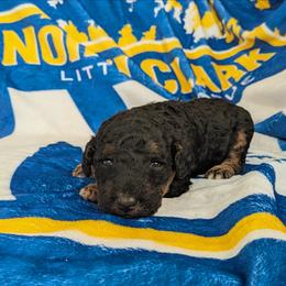 Luna - Black phantom female Aussiedoodle puppy in Yacolt, Washington from Aussiedoodles by Maggie