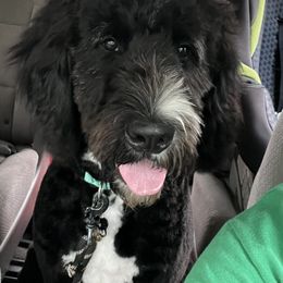 Aussiedoodle and Bernedoodle All Grown Up from Hickory Hideaway Doodles