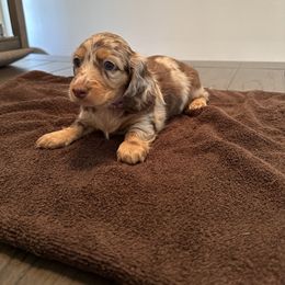 Dachshund Puppies from Lily’s Mini Dachshunds