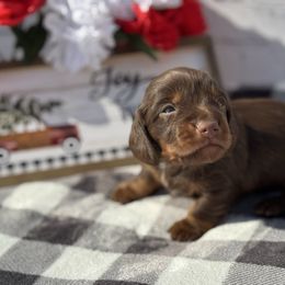 Cain - Chocolate and tan male Dachshund puppy in Colbert, Oklahoma from Brooke Crenshaw