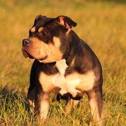 Sadie - American Bully