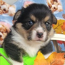 Lime green bandana boy - Black and tan male Pembroke Welsh Corgi puppy in Cherokee, Oklahoma from MCS Farms-OK