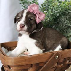 Stella - White and gold female Bordoodle puppy in Ashland, Ohio from Cherry Blossom Doodles