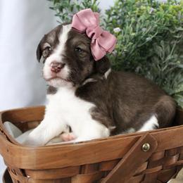 Stella - White and gold female Bordoodle puppy in Ashland, Ohio from Cherry Blossom Doodles