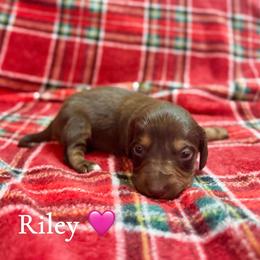 Riley - Chocolate and tan female Dachshund puppy in Aiken, South Carolina from State Eight Dachshunds