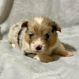 Full fluffy Buster - Blue merle and white male American Corgi puppy in Decatur, Texas from Bar S Corgis