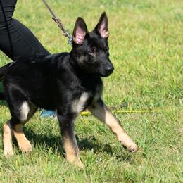 German Shepherd Puppies from Haus Kriegerhund