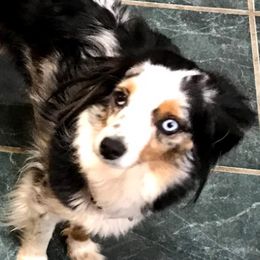 Chevy - Miniature Australian Shepherd