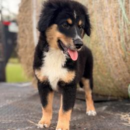 Dark pink - Black tri female Miniature Australian Shepherd puppy in 32046, Florida from River Hill Ranch