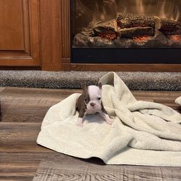 Girl 2 - Seal and white female Boston Terrier puppy in Chillicothe, Ohio from 740 kennels