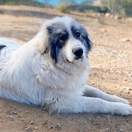 Champ - Great Pyrenees