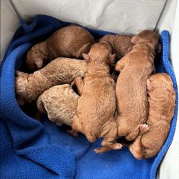 Boy 3 - Red  male Poodle puppy in Silverton, Oregon from Rambler Goldens