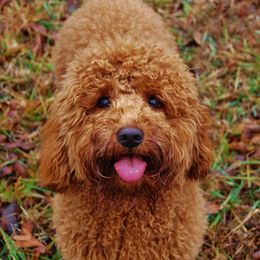 Australian Labradoodle, Labradoodle, and Goldendoodle All Grown Up from Red Spring Farm