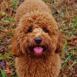 Australian Labradoodle, Labradoodle, and Goldendoodle All Grown Up from Red Spring Farm