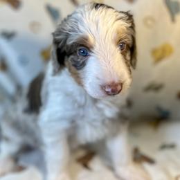 Sky - Brown merle female Aussiedoodle puppy in Liberty, Texas from Poodles and Doodles Most Excellent Adventures